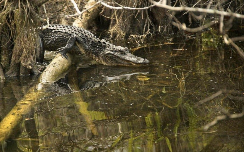 20 lugares donde los animales raros