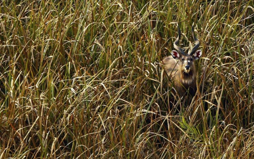 20 lugares donde los animales raros