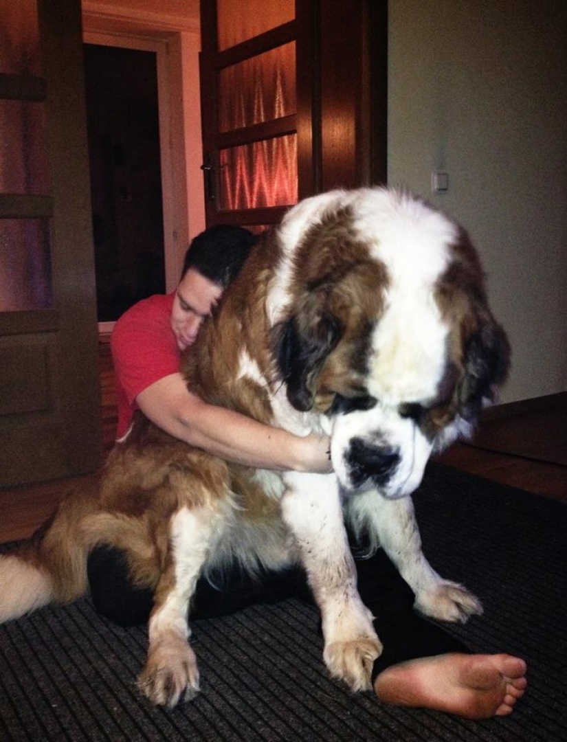 20 perros grandes que no tienen idea de lo enorme que