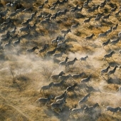 20 places where rare animals