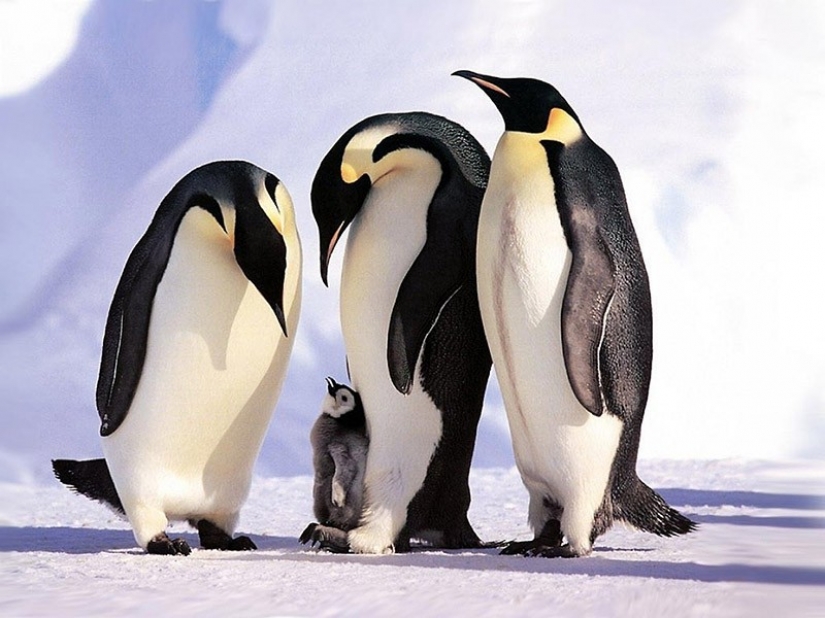 22 adorable animal family portraits that will show you what is photogenic