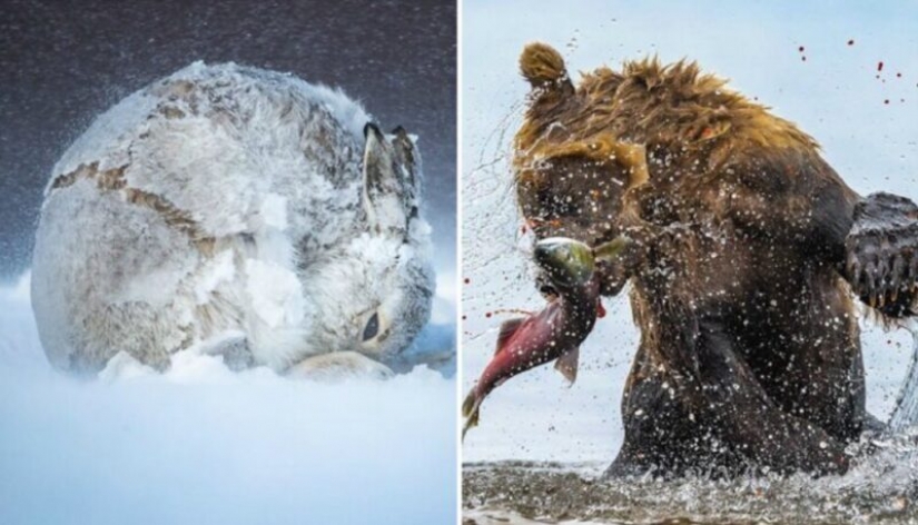 24 fotos increíbles de la vida silvestre de los ganadores de la competencia BigPicture Mundo Natural