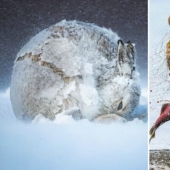 24 fotos increíbles de la vida silvestre de los ganadores de la competencia BigPicture Mundo Natural