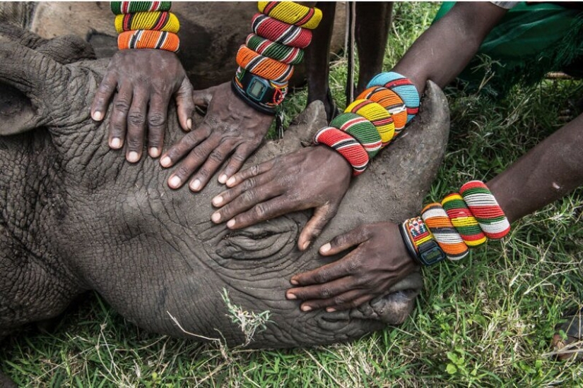 24 fotos increíbles de la vida silvestre de los ganadores de la competencia BigPicture Mundo Natural