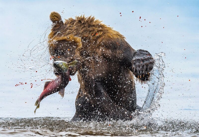 24 incredible photos of wildlife from the winners of the competition BigPicture Natural World