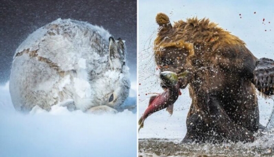 24 incredible photos of wildlife from the winners of the competition BigPicture Natural World