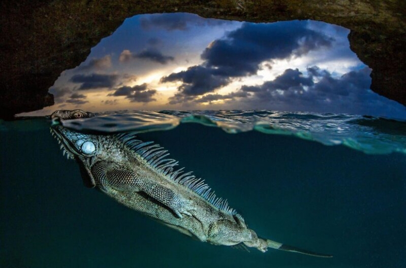 24 incredible photos of wildlife from the winners of the competition BigPicture Natural World
