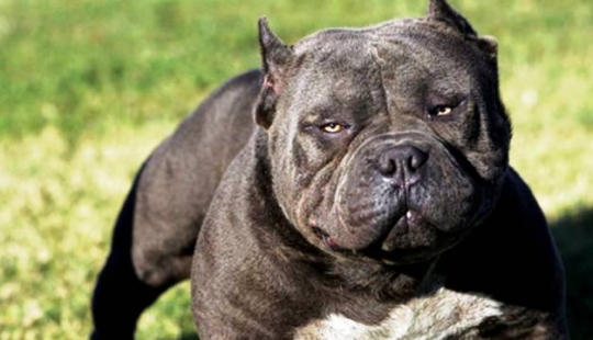 25 most dangerous dog breeds