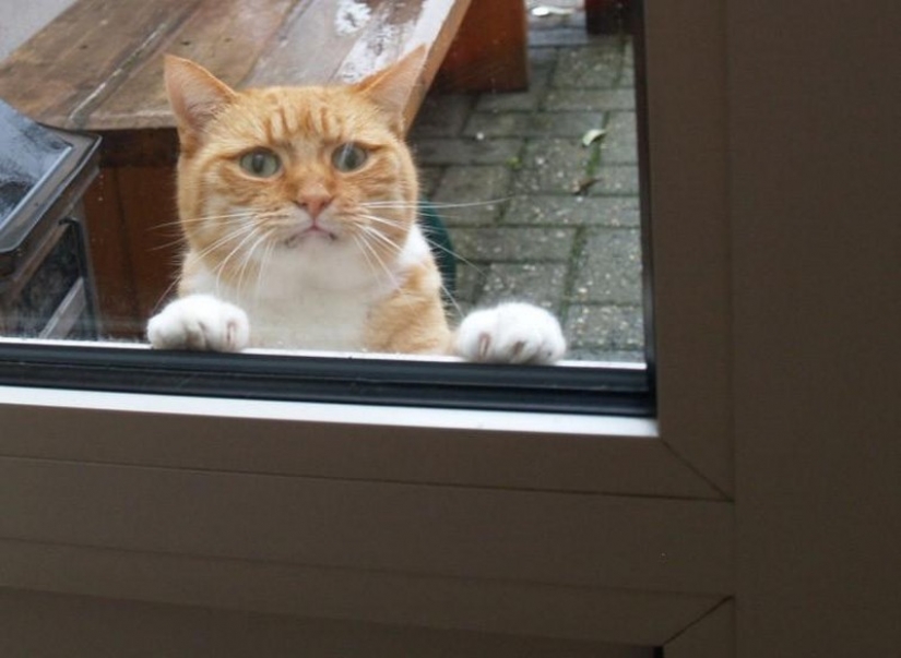 25 Pets that need to get inside right now