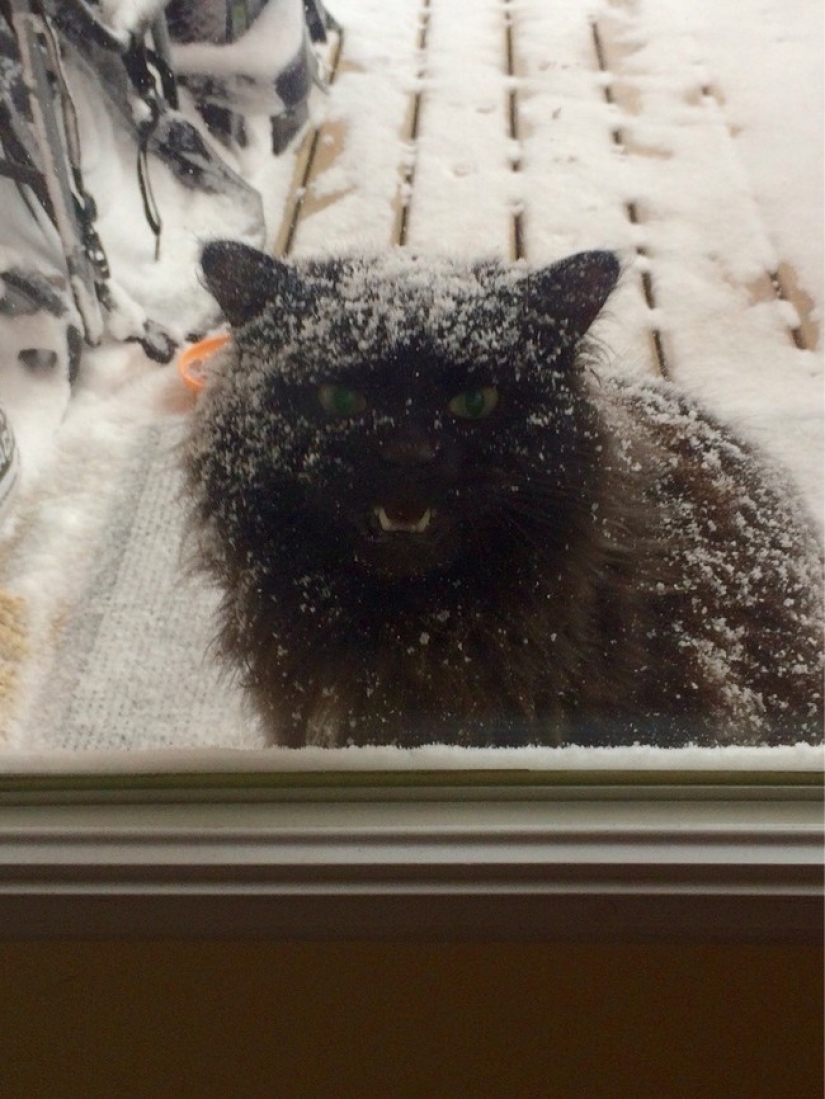 25 Pets that need to get inside right now