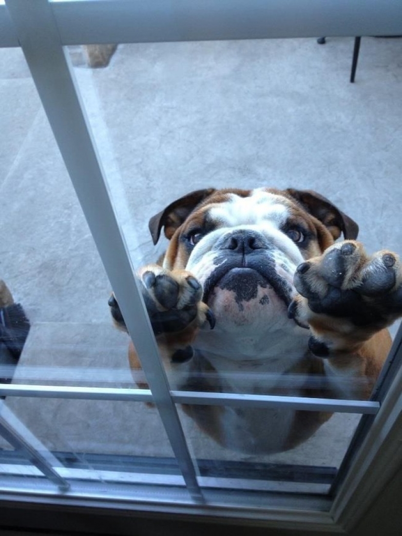 25 Pets that need to get inside right now