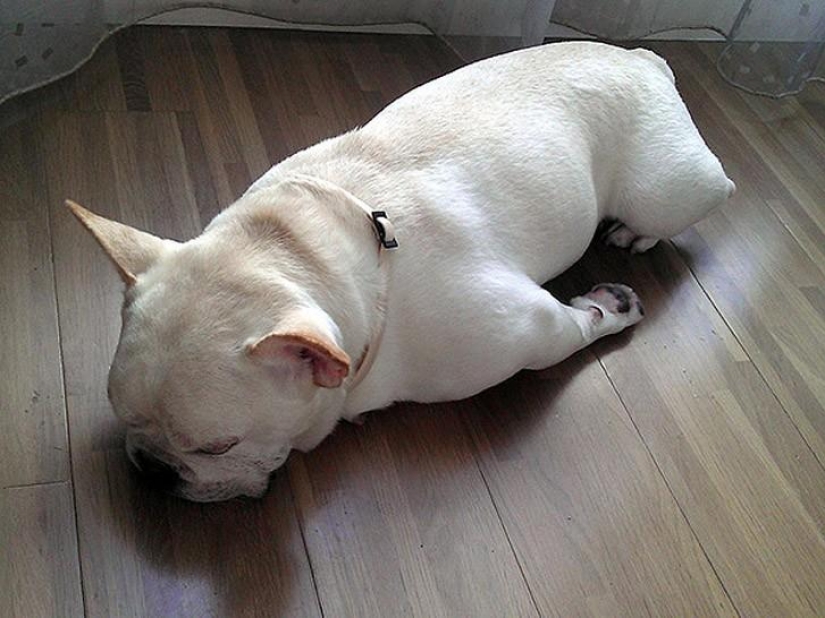 30 dogs in the most unimaginable poses in a dream