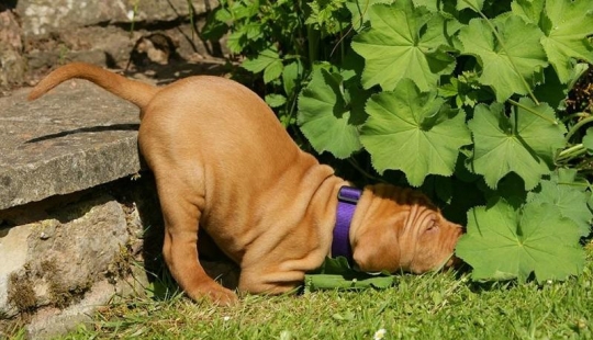 30 perros en los más inimaginables plantea en un sueño