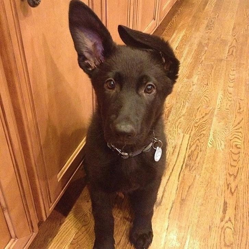 30 photo evidence that puppies with one ear raised 90% nicer than the usual