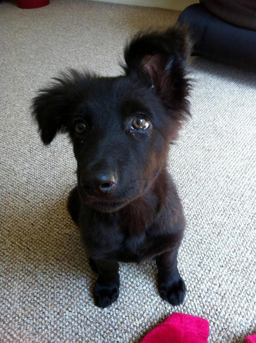 30 photo evidence that puppies with one ear raised 90% nicer than the usual