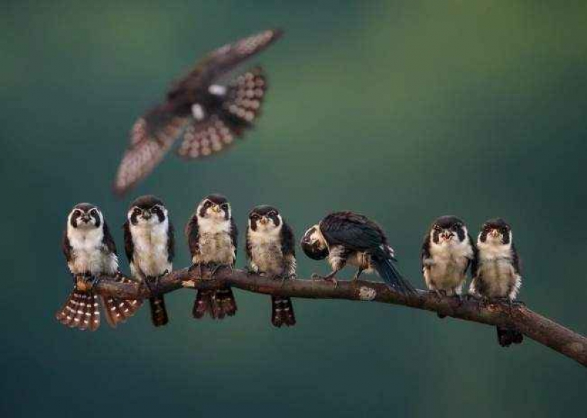 35 foto del concurso "la Mejor foto de naturaleza" de National Geographic