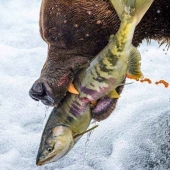 35 foto del concurso "la Mejor foto de naturaleza" de National Geographic