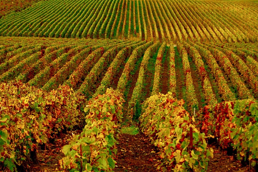 35 la mayoría de los hermosos viñedos en el mundo