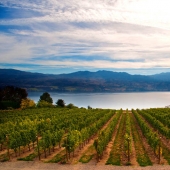 35 most beautiful vineyards in the world