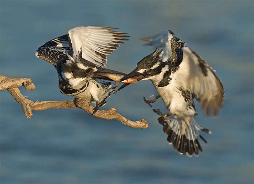 40 most successful photos of animals made at the right time