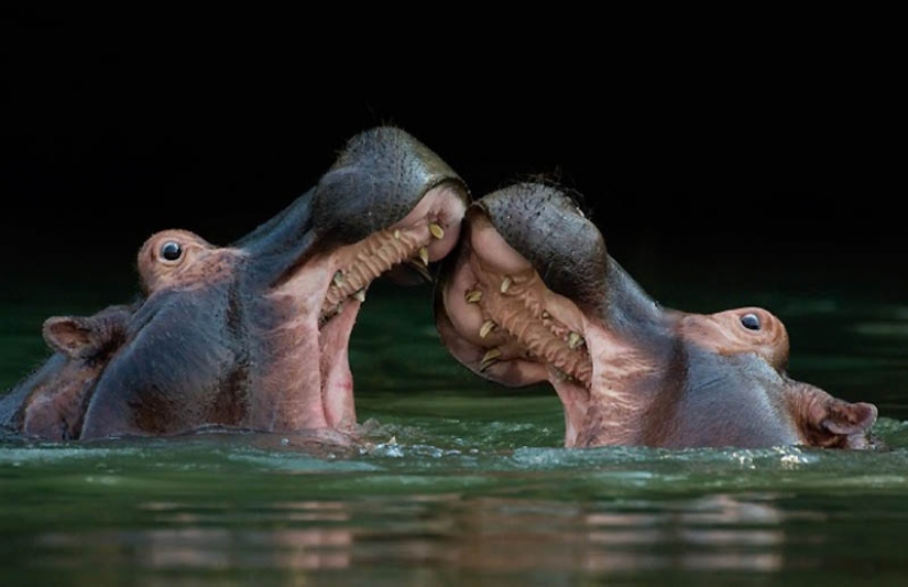 40 most successful photos of animals made at the right time