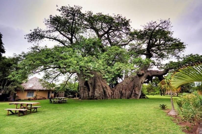 5 estructuras inusuales en los árboles gigantes