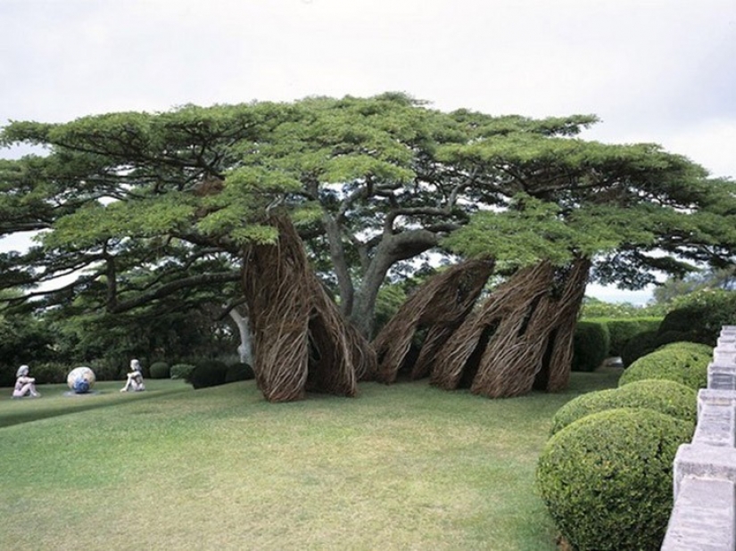 5 unusual structures in the giant trees