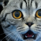 5 useful laws in Germany that make life easier for any German