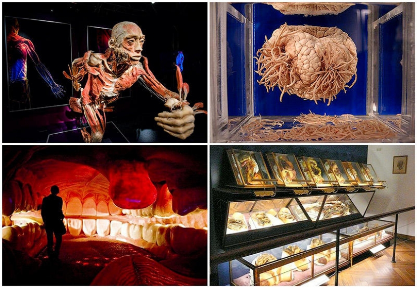 6 el más impactante de los museos anatómicos en el mundo