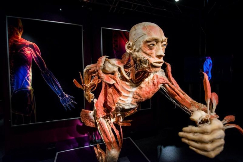 6 el más impactante de los museos anatómicos en el mundo