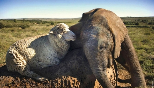 7 ejemplos de inusual amistad entre animales