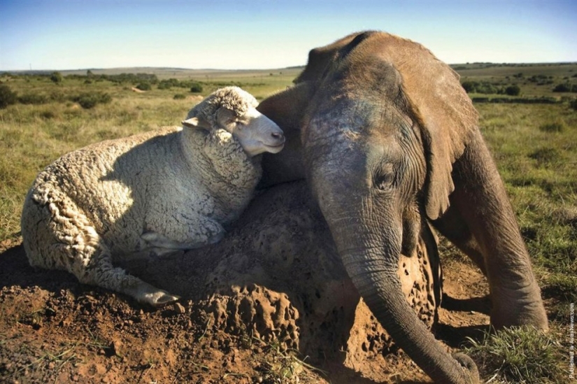 7 examples of unusual friendship between animals