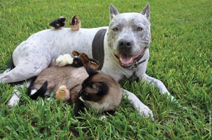 7 examples of unusual friendship between animals