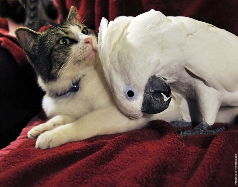 7 examples of unusual friendship between animals