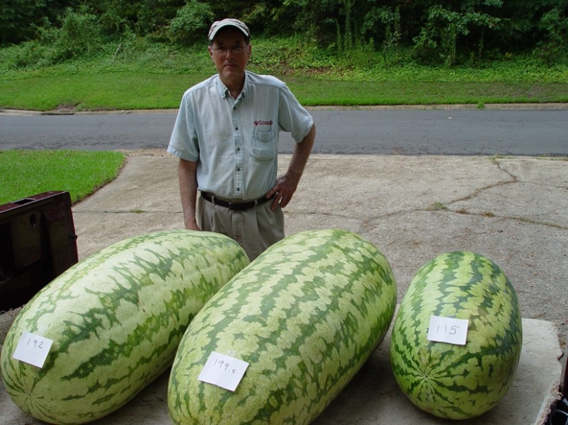 7 most varieties of watermelons. Look no need to pop!