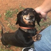 9 photos proving that animals are an eternal source of happiness