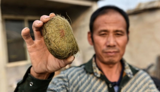 A Chinese farmer found in the gall bladder of the pig is a treasure