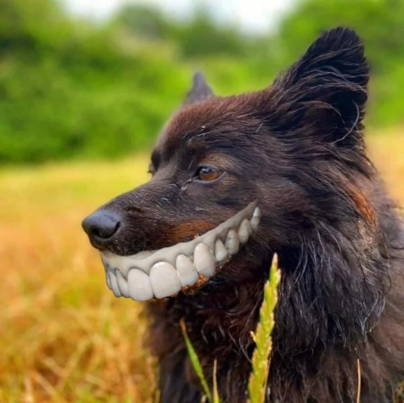 A dog with a lump in the mouth became the hero of memes and fotozhab