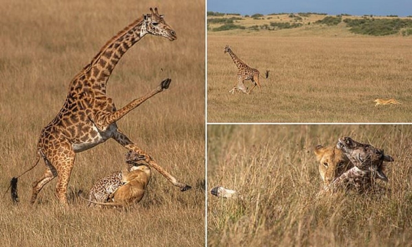 A fight to the death: the female giraffe is trying to save her baby from a lioness