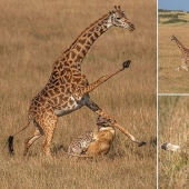 A fight to the death: the female giraffe is trying to save her baby from a lioness