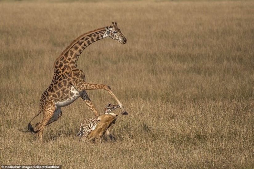 A fight to the death: the female giraffe is trying to save her baby from a lioness