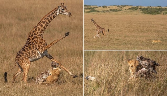 A fight to the death: the female giraffe is trying to save her baby from a lioness