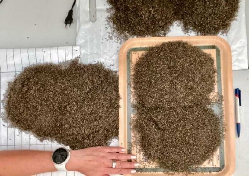A resident of Norway boasted the catch of mosquitoes in the month had accumulated a bucket of bloodsuckers