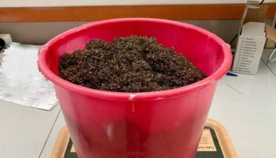 A resident of Norway boasted the catch of mosquitoes in the month had accumulated a bucket of bloodsuckers