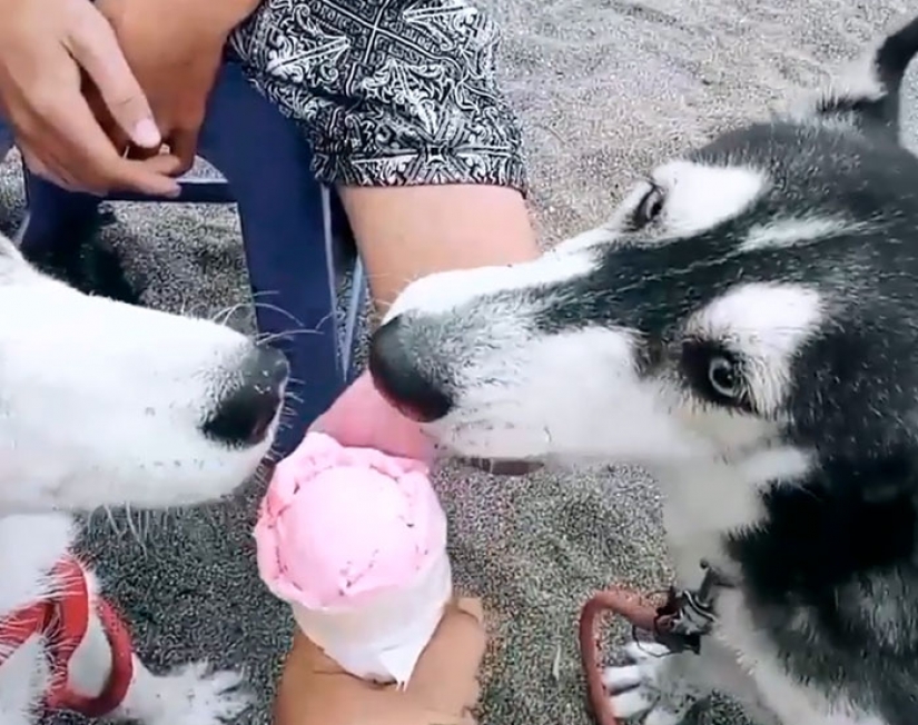 A touching story of rescue huskies in Bali