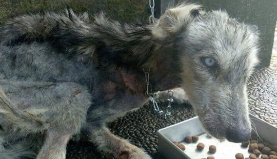 A touching story of rescue huskies in Bali