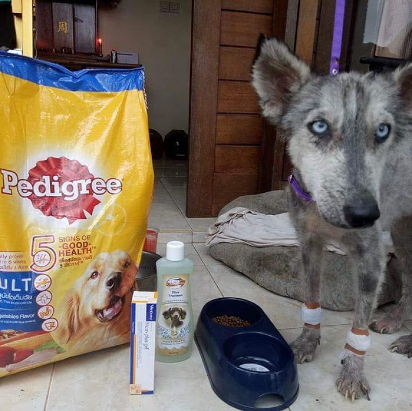 A touching story of rescue huskies in Bali