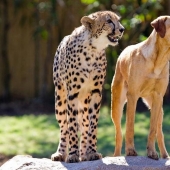 Acerca de la amistad de los gatos de los perros