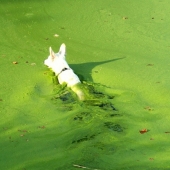 Agua muerta: cuatro perros murieron en el frente de la confundido hosts después de nadar en el lago tóxico