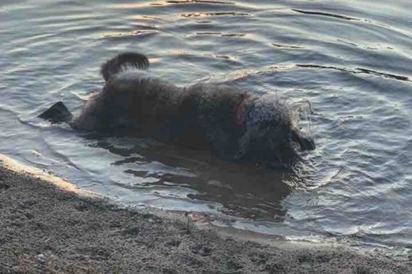 Agua muerta: cuatro perros murieron en el frente de la confundido hosts después de nadar en el lago tóxico